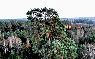Ma ponad 300 lat i 40 metrów wysokości. Gruba Kaśka walczy o tytuł Drzewa Roku Ma ponad 300 lat i 40 metrów wysokości. Gruba Kaśka walczy o tytuł Drzewa Roku